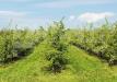 Terreno Agricolo in vendita a Monselice - 10, 9