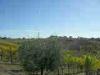 Terreno Agricolo in vendita a Offida - 05, Foto 5