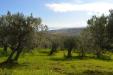 Terreno Agricolo in vendita a Vasto in via della croce di montevecchio 30 - 04, Foto 4