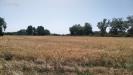 Terreno Agricolo in vendita a Grottammare in strada comunale montesecco - 04, Foto 4