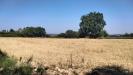 Terreno Agricolo in vendita a Grottammare in strada comunale montesecco - 05, Foto 5