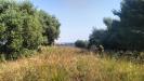 Terreno Agricolo in vendita a Grottammare in contrada magazzini - 04, Foto 4
