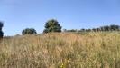 Terreno Agricolo in vendita a Grottammare in contrada magazzini - 07, Foto 7