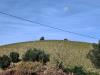Terreno Agricolo in vendita a Acquaviva Picena in contrada forola - 03, Foto 3