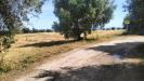 Terreno Agricolo in vendita a Grottammare in contrada monti - 04, Foto 4