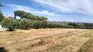 Terreno Agricolo in vendita a Grottammare in contrada monti - 09, Foto 9