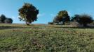 Terreno Agricolo in vendita a Grottammare in contrada magazzini - 02, Foto 2