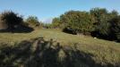Terreno Agricolo in vendita a Grottammare in contrada magazzini - 04, Foto 4