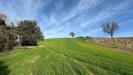 Terreno Agricolo in vendita a Ripatransone in contrada tesino snc - 04, Foto 4