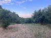 Terreno Agricolo in vendita a Tortoreto in via dell'acquedotto snc - 03, Foto 3