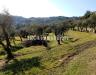 Terreno Edificabile in vendita a Massarosa - bargecchia - 02