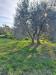 Terreno Agricolo in vendita a Grosseto - 04, 12.jpg