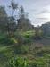 Terreno Agricolo in vendita a Grosseto - 05, 13.jpg