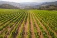 Terreno Agricolo in vendita a Calangianus in via sigara - 03, Foto 3