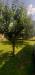 Rustico in vendita con giardino a Candia Canavese - 06, alberi frutta.jpg