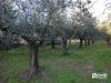 Rustico in vendita con giardino a San Giovanni in Marignano - 10, casa-5.jpg