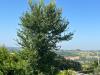 Casa indipendente in vendita con giardino a Montiglio Monferrato in frazione cortanieto - 10, Foto 10