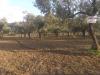Terreno in vendita a Castelvetrano - verde agricolo - 05
