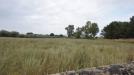 Terreno in vendita a Castelvetrano - verde agricolo - 03