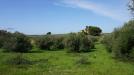 Terreno in vendita a Castelvetrano - verde agricolo - 04