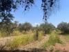 Terreno Agricolo in vendita a Castelvetrano in via pietro scandariato - 07, Foto 7