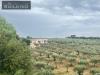 Terreno Agricolo in vendita a Castelvetrano in contrada latomie - 05, Foto 5