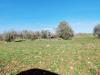 Terreno Agricolo in vendita a Ischia di Castro in localit vepre snc - 03, Foto 3