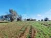 Terreno Agricolo in vendita a Ischia di Castro in localit vepre snc - 06, Foto 6