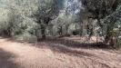 Terreno Agricolo in vendita a Bellona - 04, 4.jpg