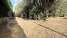 Terreno Agricolo in vendita a Bellona - 05, 5.jpg