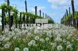 Terreno Agricolo in vendita a Valdobbiadene - 02, Foto 2