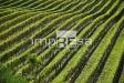 Terreno Agricolo in vendita a Valdobbiadene - 03, Foto 3