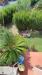 Villa in vendita con giardino a Calcinaia - oltrarno - 03