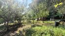 Terreno Agricolo in vendita a Orte - 10, IMG20250819102517.jpg