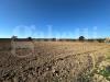 Terreno Agricolo in vendita a Ugento - 09, WhatsApp Image 2025-11-14 at 13.07.45(11).jpeg