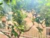 Appartamento in vendita con giardino a Lucera in via monte san michele - 09, Foto 9