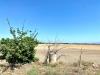 Terreno Agricolo in vendita a Lucera in localita' san giusto - 07, Foto 7