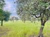 Terreno Agricolo in vendita a Lucera - 05, Foto 5
