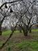 Terreno Agricolo in vendita a Sutri in via giovanni xxxiii - 02, Foto 2
