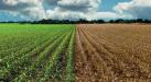 Terreno Agricolo in vendita a Borgo Veneto - 02, WhatsApp Image 2026-05-27 at 18.52.35.jpeg