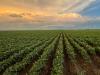 Terreno Agricolo in vendita a Borgo Veneto - 03, WhatsApp Image 2026-05-27 at 18.52.37.jpeg