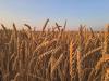 Terreno Agricolo in vendita a Montagnana - 05, image00081.jpeg