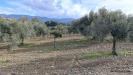 Terreno in vendita a Soleminis in sa misa - 07, Vigneto e Oliveto Sa Misa in vendita a Soleminis,