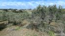 Terreno in vendita a Soleminis in sa misa - 06, Vigneto e Oliveto Sa Misa in vendita a Soleminis,