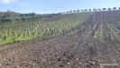 Terreno in vendita a Soleminis in sa misa - 09, Vigneto e Oliveto Sa Misa in vendita a Soleminis,