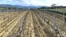Terreno in vendita a Soleminis in sa misa - 10, Vigneto e Oliveto Sa Misa in vendita a Soleminis,
