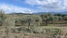 Terreno in vendita a Soleminis in sa misa - 03, Vigneto e Oliveto Sa Misa in vendita a Soleminis,