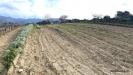 Terreno in vendita a Soleminis in sa misa - 05, Vigneto e Oliveto Sa Misa in vendita a Soleminis,