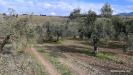 Terreno in vendita a Soleminis in sa misa - 08, Vigneto e Oliveto Sa Misa in vendita a Soleminis,