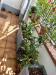 Villa in vendita a Carrara - avenza - 03